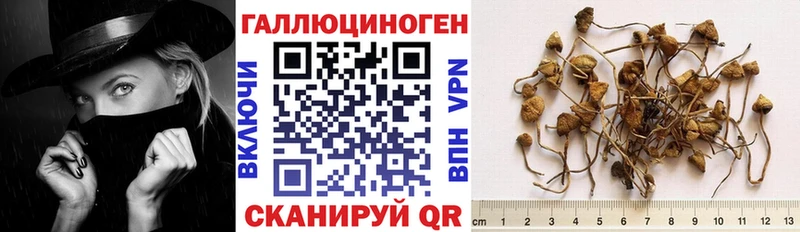 Псилоцибиновые грибы Cubensis сайты даркнета телеграм Истра мега как войти